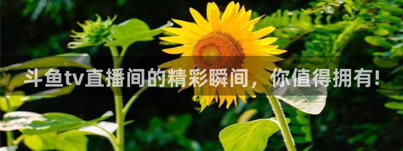 nba直播so米：斗鱼tv直播间的精彩瞬间，你值得拥有!